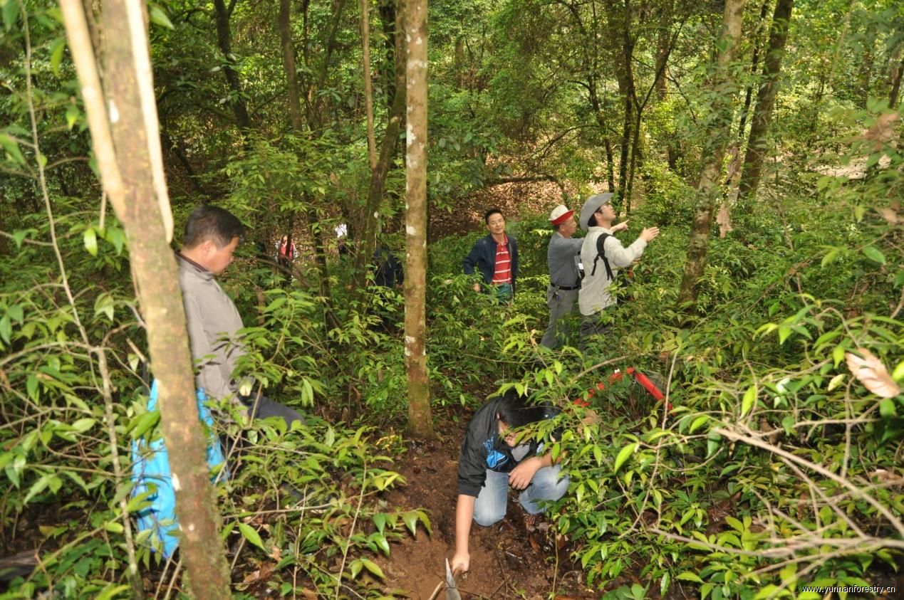 我院森林资源二类调查专项调查第二组第一阶段